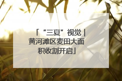 “三夏”视觉｜黄河滩区麦田大面积收割开启