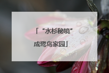 “水杉秘境”成鹭鸟家园