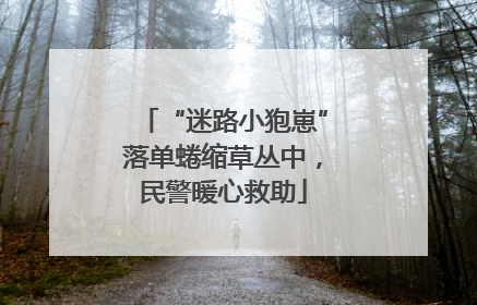 “迷路小狍崽”落单蜷缩草丛中，民警暖心救助