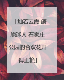 灿若云霞 旖旎迷人 石家庄公园的合欢花开得正艳