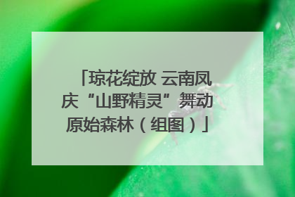 琼花绽放 云南凤庆“山野精灵”舞动原始森林（组图）