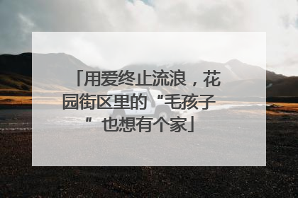 用爱终止流浪，花园街区里的“毛孩子”也想有个家