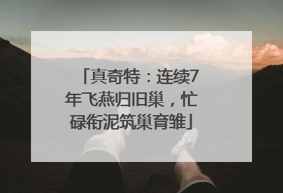 真奇特：连续7年飞燕归旧巢，忙碌衔泥筑巢育雏