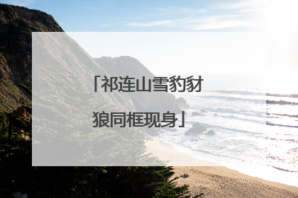 祁连山雪豹豺狼同框现身