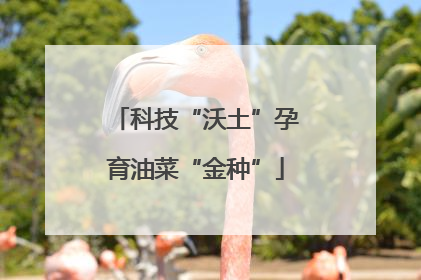 科技“沃土”孕育油菜“金种”