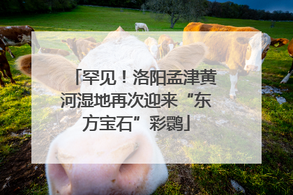 罕见！洛阳孟津黄河湿地再次迎来“东方宝石”彩鹮