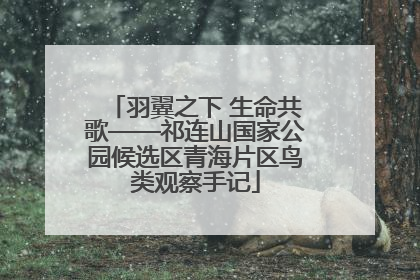 羽翼之下 生命共歌——祁连山国家公园候选区青海片区鸟类观察手记