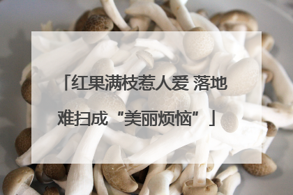 红果满枝惹人爱 落地难扫成“美丽烦恼”