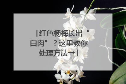 红色杨梅长出“白肉”？这里教你处理方法→