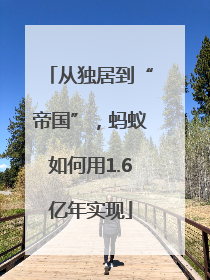从独居到“帝国”，蚂蚁如何用1.6亿年实现