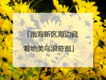 南海新区海边藏着绝美鸟浪奇观