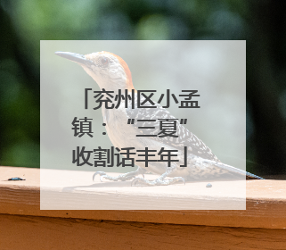 兖州区小孟镇：“三夏”收割话丰年