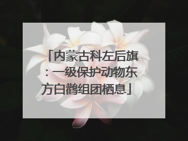 内蒙古科左后旗：一级保护动物东方白鹳组团栖息