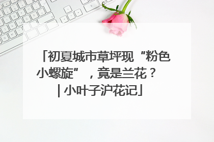 初夏城市草坪现“粉色小螺旋”，竟是兰花？ | 小叶子沪花记