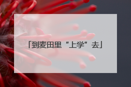到麦田里“上学”去