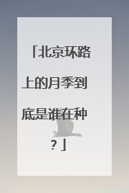 北京环路上的月季到底是谁在种？