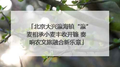 北京大兴瀛海镇“瀛”麦相承小麦丰收开镰 奏响农文旅融合新乐章