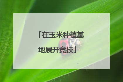 在玉米种植基地展开竞技