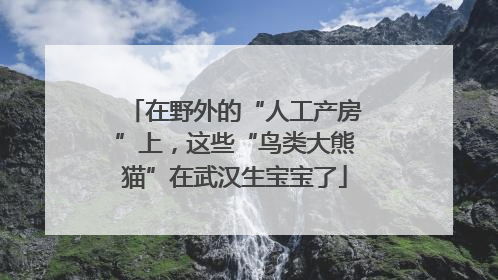 在野外的“人工产房”上，这些“鸟类大熊猫”在武汉生宝宝了