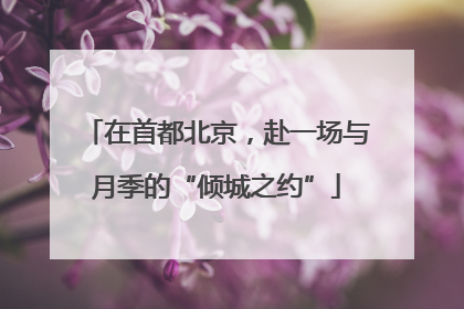 在首都北京，赴一场与月季的“倾城之约”
