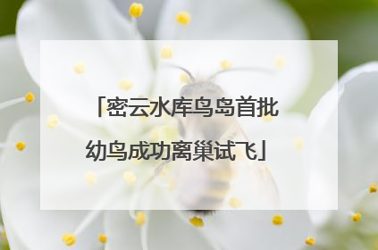 密云水库鸟岛首批幼鸟成功离巢试飞