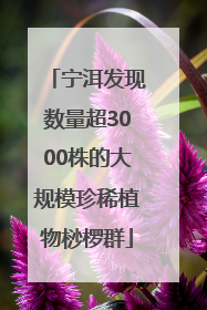 宁洱发现数量超3000株的大规模珍稀植物桫椤群