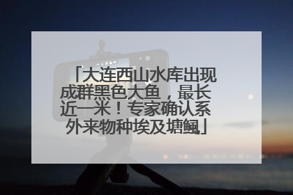 大连西山水库出现成群黑色大鱼，最长近一米！专家确认系外来物种埃及塘鲺
