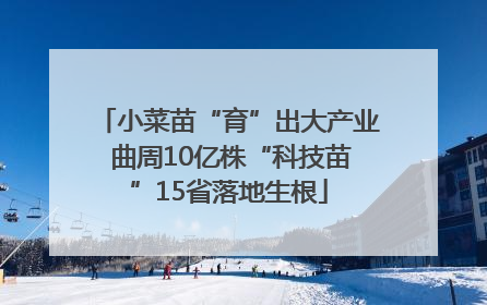 小菜苗“育”出大产业 曲周10亿株“科技苗”15省落地生根