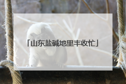 山东盐碱地里丰收忙