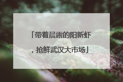 带着晨露的阳新虾，抢鲜武汉大市场
