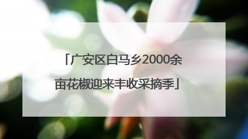 广安区白马乡2000余亩花椒迎来丰收采摘季