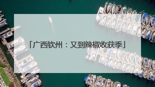 广西钦州：又到辣椒收获季