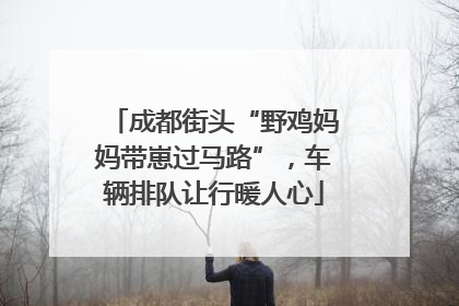 成都街头“野鸡妈妈带崽过马路”，车辆排队让行暖人心