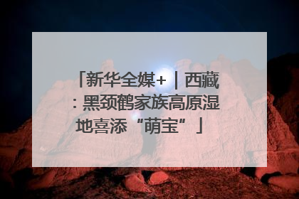 新华全媒+｜西藏：黑颈鹤家族高原湿地喜添“萌宝”