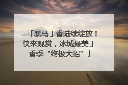 暴马丁香陆续绽放！快来观赏，冰城最美丁香季“终极大招”