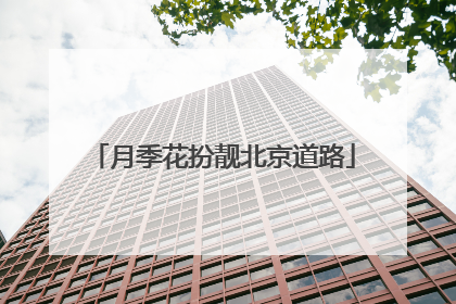 月季花扮靓北京道路