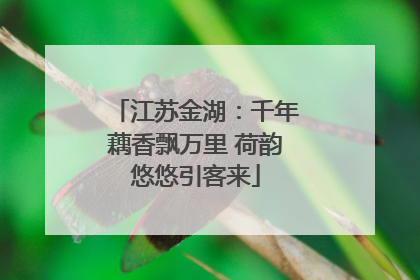 江苏金湖：千年藕香飘万里 荷韵悠悠引客来