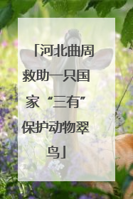 河北曲周救助一只国家“三有”保护动物翠鸟