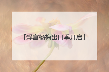 浮宫杨梅出口季开启