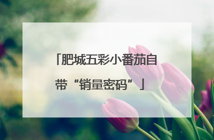 肥城五彩小番茄自带“销量密码”