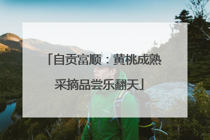 自贡富顺：黄桃成熟 采摘品尝乐翻天