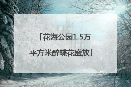 花海公园1.5万平方米醉蝶花盛放