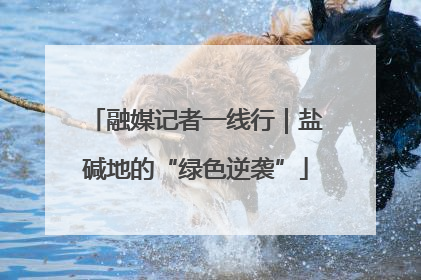 融媒记者一线行｜盐碱地的“绿色逆袭”