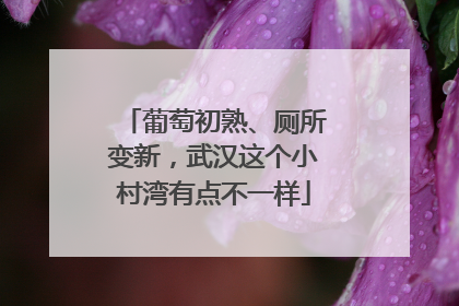 葡萄初熟、厕所变新，武汉这个小村湾有点不一样