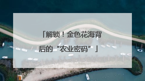 解锁！金色花海背后的“农业密码”