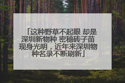 这种野草不起眼 却是深圳新物种 密穗砖子苗现身光明，近年来深圳物种名录不断刷新
