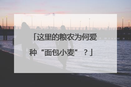 这里的粮农为何爱种“面包小麦”？