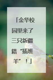 金华校园里来了三只新疆籍“插班羊”！