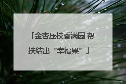 金杏压枝香满园 帮扶结出“幸福果”
