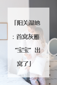 阳关湿地：首窝灰雁“宝宝”出窝了